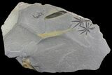 Pennsylvanian Fossil Horsetail (Annularia) Plate - Kentucky #142417-1